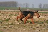 WELSH TERRIER 080